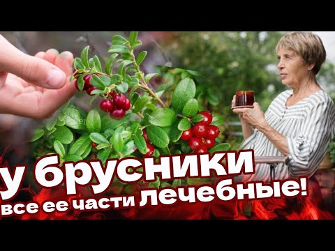 Видео: ЛИСТ БРУСНИКИ уникален! Для чего пьют отвар листьев брусники?