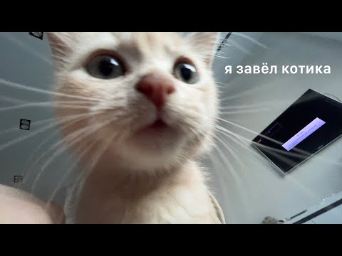 Видео: Самое Милое Видео (стоит ли заводить котика?)