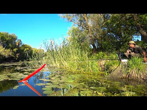 Видео: КАРАСИ ЛОПАТЫ И ОНО... ПЕРЕМЕШАЛО КУВШИНКИ!! Рыбалка на поплавок