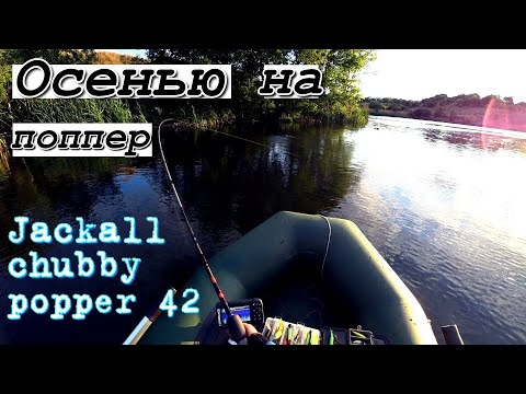 Видео: Не покупайте этот воблер, рыбы в водоёме не останется. Jackall chubby popper - хищнику не устоять..