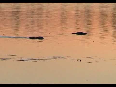 Видео: Улгумда - 2013