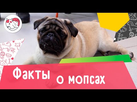 Видео: 7 интересных фактов о мопсах