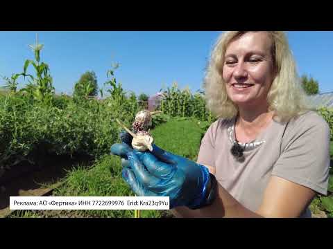 Видео: Когда сажать чеснок под зиму. Благоприятные дни и выбор посадочного материала