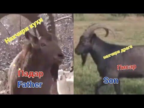 Видео: Тамошои Нахчирҳо-и "дурага" бузҳои Хонагй.