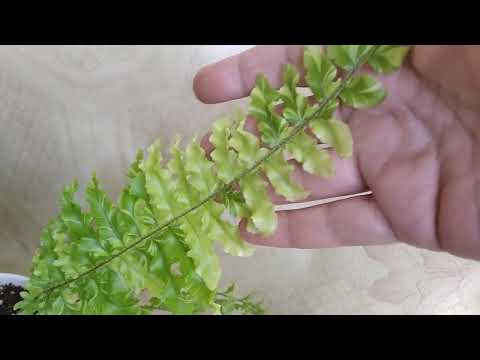 Видео: Папоротник