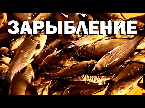 Видео: Галилео. Зарыбление