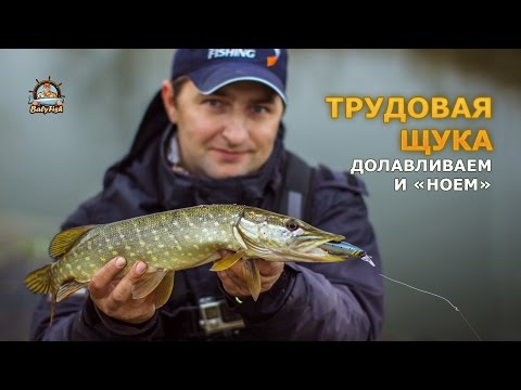 Видео: Трудовая щука. Долавливаем и «ноем» (2016г)