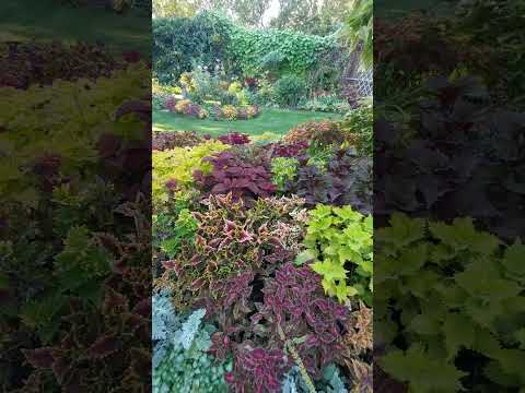 Видео: Сентябрьским вечером в саду. Evening in the garden.