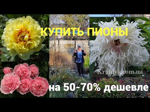 Видео: Секрет бюджетных деленок и делёнок на доращивание. Пионы премиум в 3 раза дешевле.