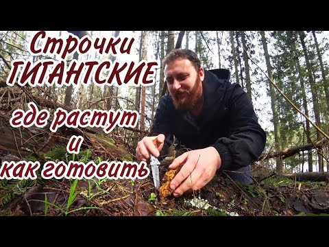 Видео: Строчки ГИГАНТСКИЕ, где растут и как готовить.