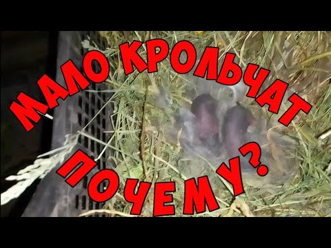 Видео: ОСМОТР гнезда.ПОЧЕМУ крольчиха рожает мало крольчат.Как осматривать гнездо крольчихи.