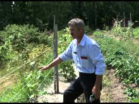 Видео: Зеленый сад фильм № 59 от 17.07.2010г.