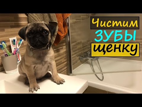 Видео: Щенок МОПСА, Уход за щенком. как ЧИСТИТЬ зубы СОБАКЕ.