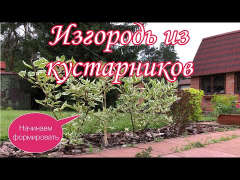 Видео: Изгородь из кустарников. Красивая зеленая кулиса. ДЕКОРАТИВНОлиственные кустарники в САДУ .#дача#сад