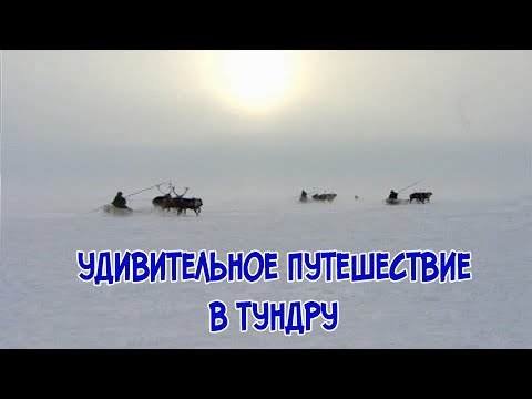 Видео: Удивительное путешествие в тундру