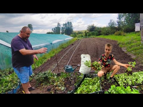 Видео: Як вирощується Розсада Полуниці з Вуса
