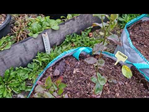 Видео: Где искать плодовые почки?