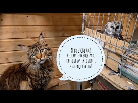 Видео: Кошка Морошка хочет стырить вкусное у совы Чучундрия. Совы сплюшки следят за мной. Пёс Кубик в лесу