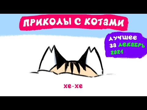 Видео: Приколы с котами. ЛУЧШЕЕ ЗА ДЕКАБРЬ 2021 | Мемозг