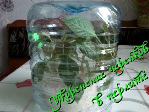 Видео: Укоренение черенков комнатных растений в перлите