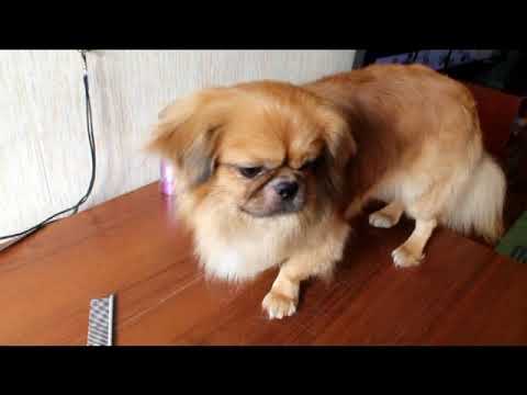 Видео: Стрижка пекинеса в домашних условиях. Стригла первый раз.
