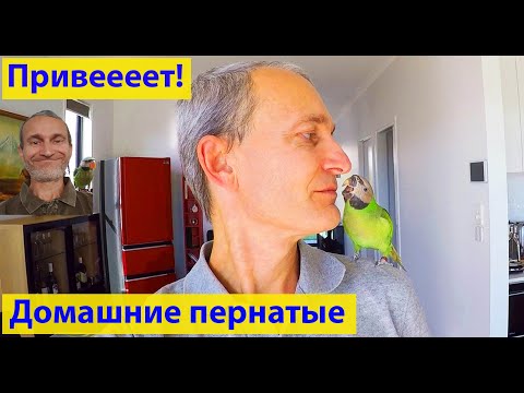 Видео: С добрым утром! Попугай Жора. (видео 310)