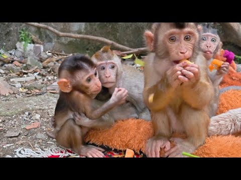 Видео: ВОТ ЧТО ПРОИСХОДИТ С ДЕТЕНЫШАМИ ОБЕЗЬЯНОК, КОГДА Я НАХОДЮСЬ ВДАЛИ ОТ НИХ