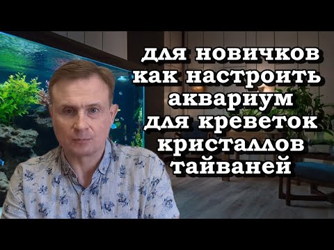 Видео: Для новичков  как настроить аквариум для креветок кристаллов тайваней