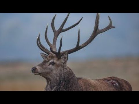 Видео: Что ждет мужчину взявшего разведенную женщину с детьми от прошлого брака.