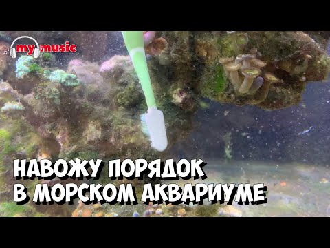 Видео: Победа над циано и нитчаткой в морском аквариуме | Чистка последствия