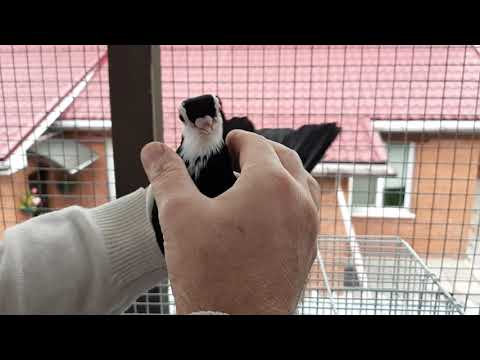 Видео: Чернопегие турманы