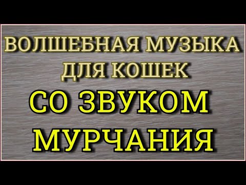 Видео: Музыка для кошек котов и котят со звуком мурчания  Кошачья музыка Колыбельная для кошек котят котов