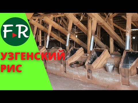 Видео: Как шелушат и шлифуют узгенский рис при помощи водяного колеса. Так делали предки. Кыргызстан