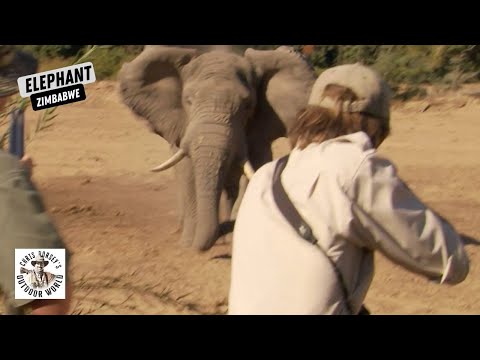 Видео: Атака слонов в Зимбабве
