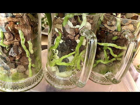 Видео: КОРНИ ОРХИДЕЙ и ЦВЕТОНОСЫ орхидей ПРУТ в ПИВНЫЕ КРУЖКИ от реанимации ДО домашнего цветения