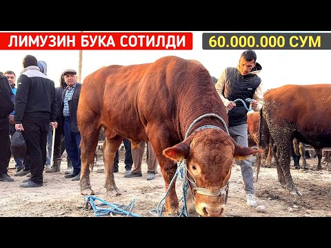 Видео: ХОРАЗМ УРГАНЧ МОЛ БОЗОРИ ГИГАНТ БУКАЛАР САВДОСИ ЭРТАЛАБГИ САВДОЛАР 20-ОКТЯБР !!! ХОРАЗМ БОЗОР