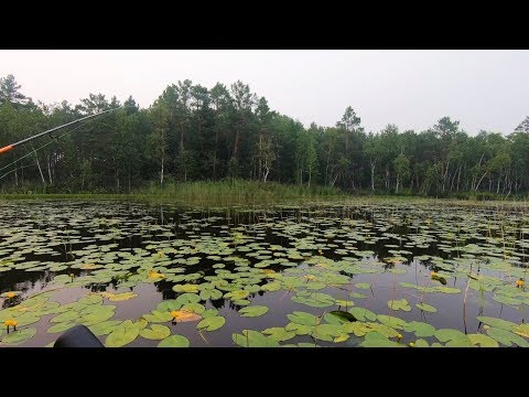 Видео: РЫБАЛКА В КУВШИНКАХ.Чудо-приманка КУЗНЕЧИК.Спиннинг на халяву.Ловля щуки и окуня.Рыбалка на спиннинг