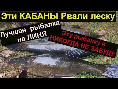 Видео: УДОЧКА В ДУГУ ЛЕСКА В ХЛАМ. ТРОФЕЙНЫЕ ЛИНИ ПРИШЛИ НА ЗАПАХ. Ловля Линя. Где ловить Линя. Насадка.