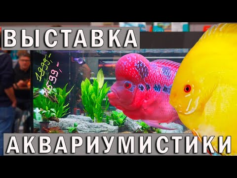 Видео: Выставка аквариумных рыбок Ульм! Птичий Рынок Аквариумные рыбки, растения,  ассортимент! 4К