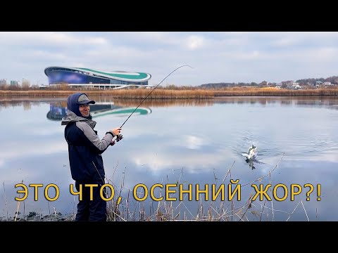 Видео: Эта лужа набита рыбой! 30 см. глубины, но клюёт! Рыбалка на спиннинг с берега.