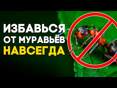 Видео: УНИВЕРСАЛЬНОЕ СРЕДСТВО ОТ МУРАВЬЁВ ДОМА И НА ДАЧЕ! ОТ ЧЕГО ПОГИБНУТ МУРАВЬИ? \\ Димон и пумба