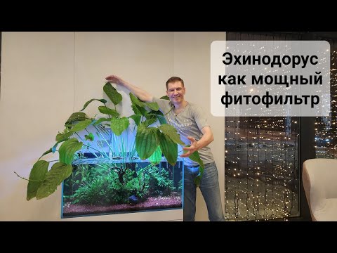 Видео: Аргентинский эхинодорус как мощный фитофильтр