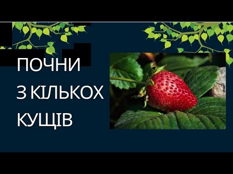 Видео: Моя ПОЛУНИЦЯ (від А до Я)