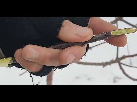 Видео: Заготівля живців для зимового щеплення,їх зберігання, основні правила.