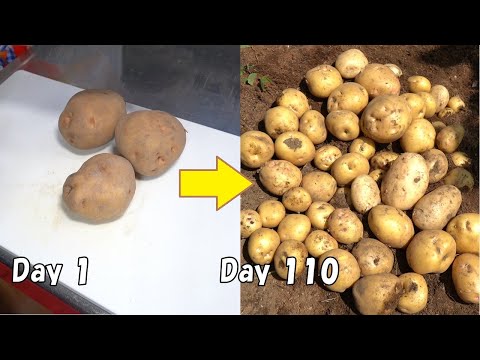Видео: Как вырастить картофель из магазинного картофеля