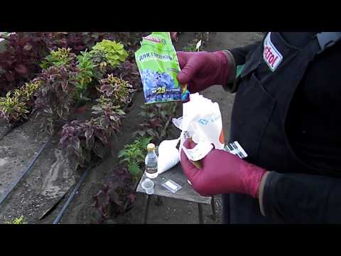 Видео: как подкислить почву для гортензий