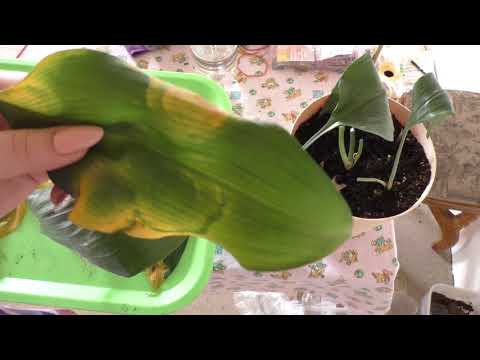 Видео: SOS !!!! Эухарис погибает