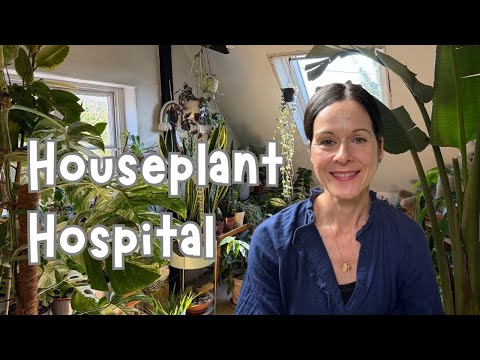 Видео: 6 проблем с комнатными растениями и как их решить 🌱