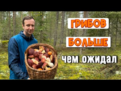 Видео: 💥ВЕСЬ ЛЕС В ГРИБАХ!!💥НЕГДЕ СТУПИТЬ!! СПАСЛА ОГРОМНАЯ КОРЗИНА! Грибы 2024