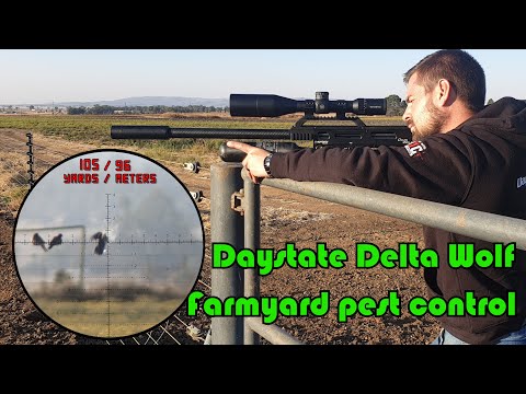 Видео: Борьба с вредителями Daystate Delta Wolf